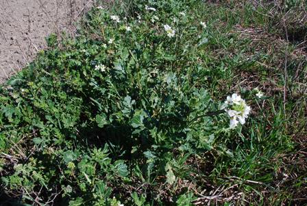 Diplotaxis erucoides